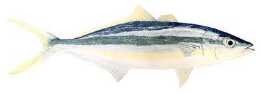Ikan Pisang-pisang