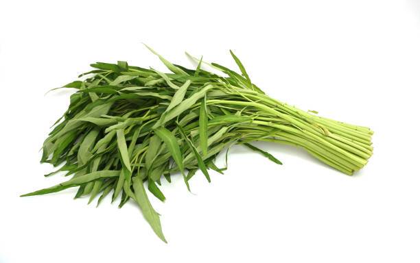Kangkung