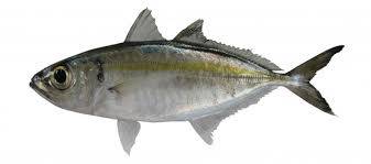 Ikan Selar