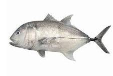 Ikan Kuwe