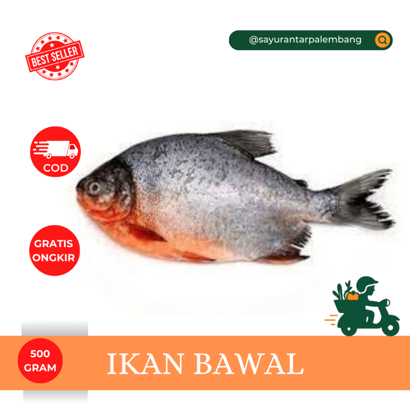 Ikan Bawal