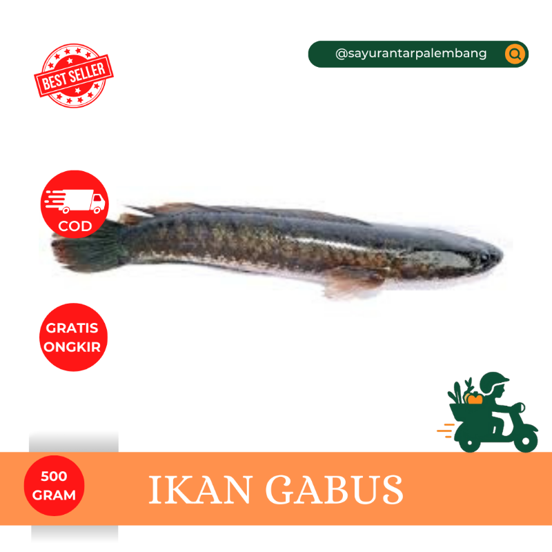 Ikan Gabus