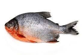 Ikan Bawal
