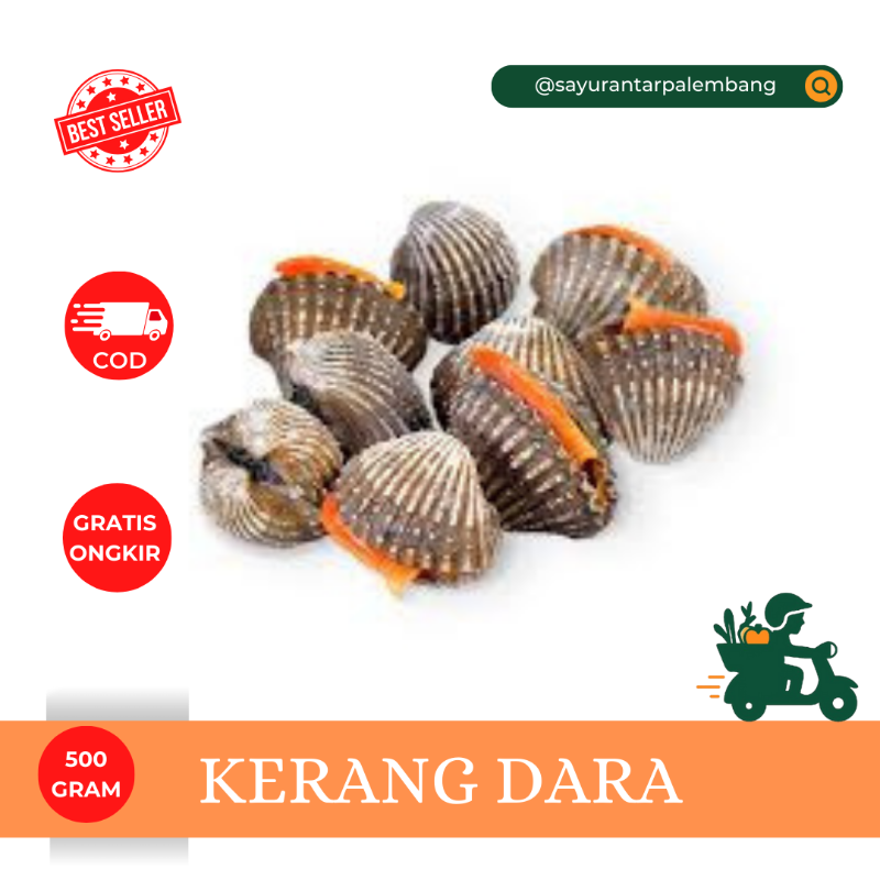 Kerang Dara
