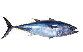 Ikan Tongkol