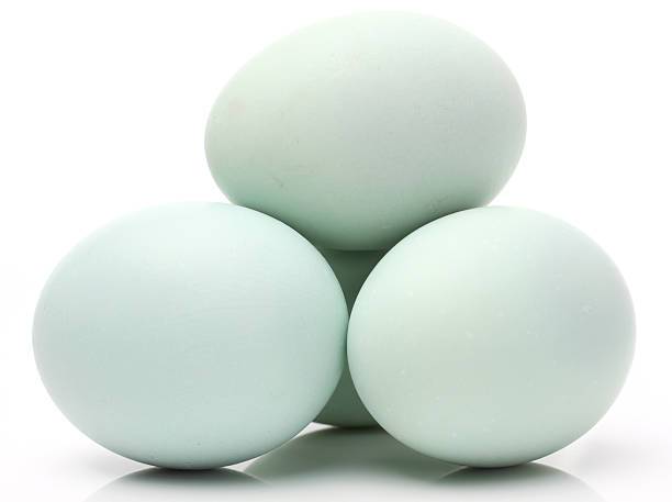 Telur Bebek