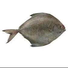Ikan Baung Laut
