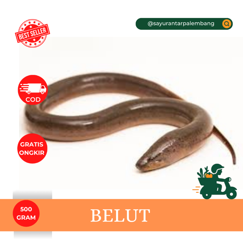 Belut