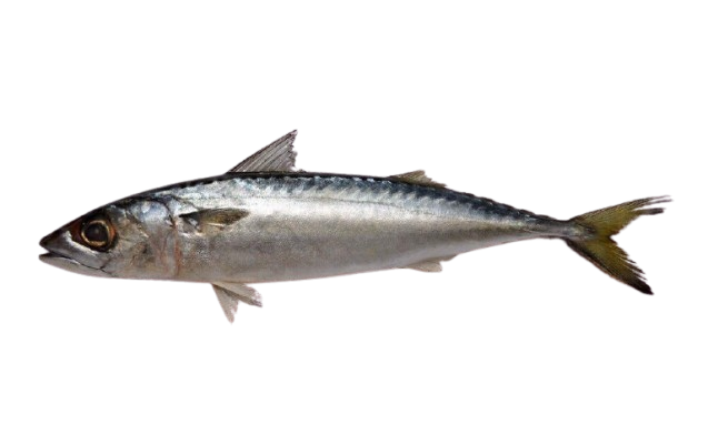 Ikan Salem