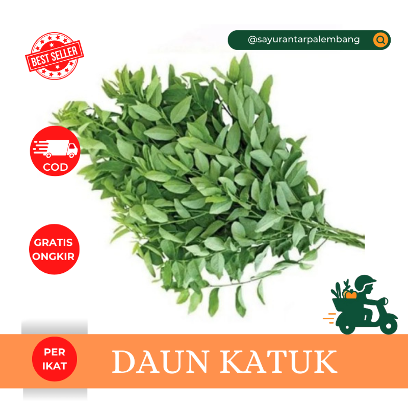 Daun Katuk