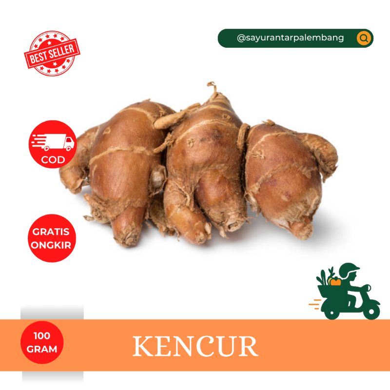 Kencur