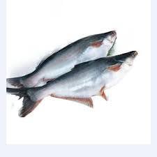 Ikan Patin