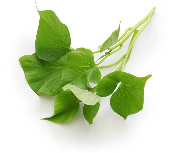 Daun Singkong