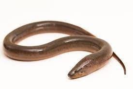 Belut