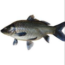 Ikan Mas