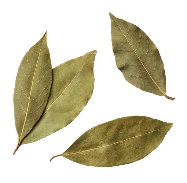 Daun Salam
