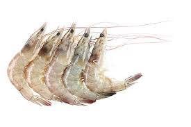 Udang Sungai