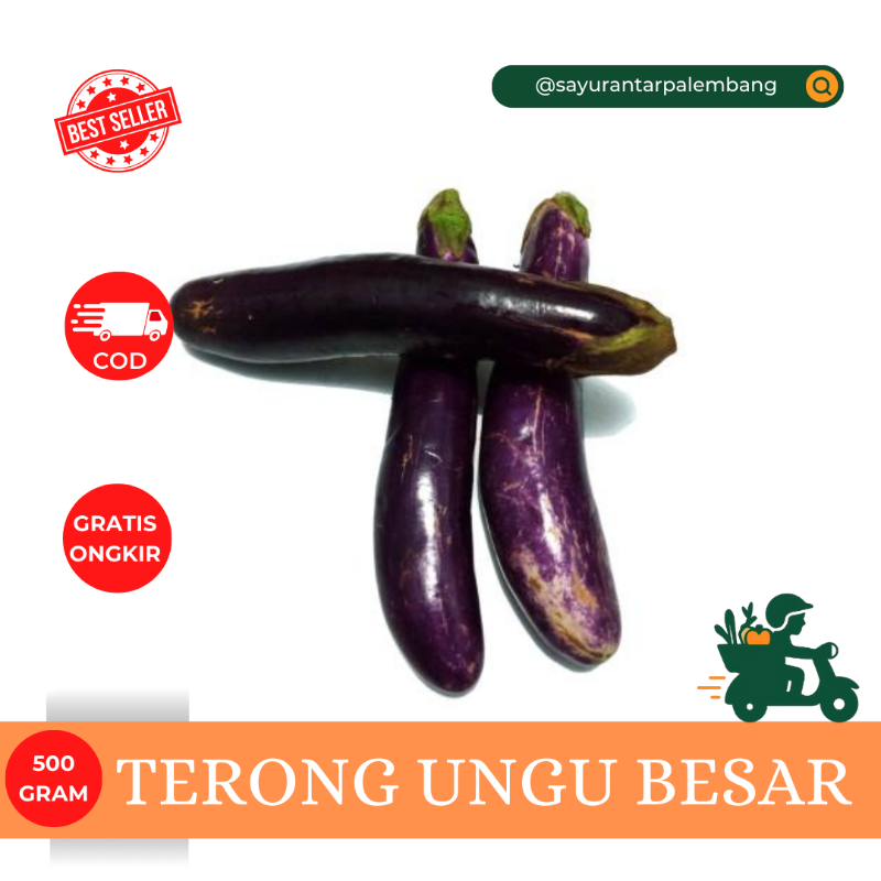 Terong Ungu Besar