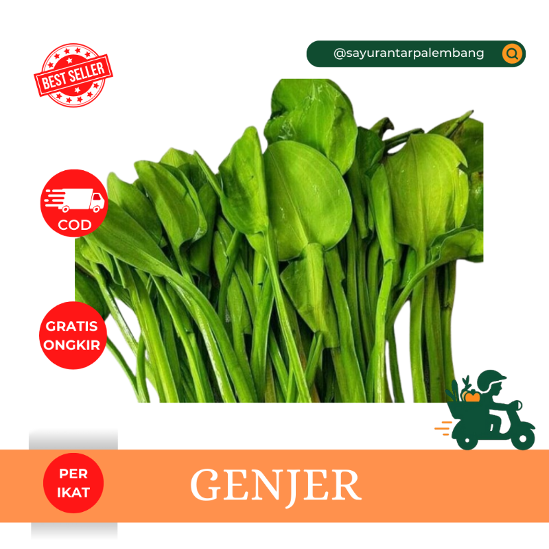 Genjer