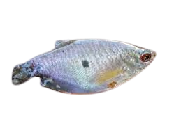 Ikan Sepat