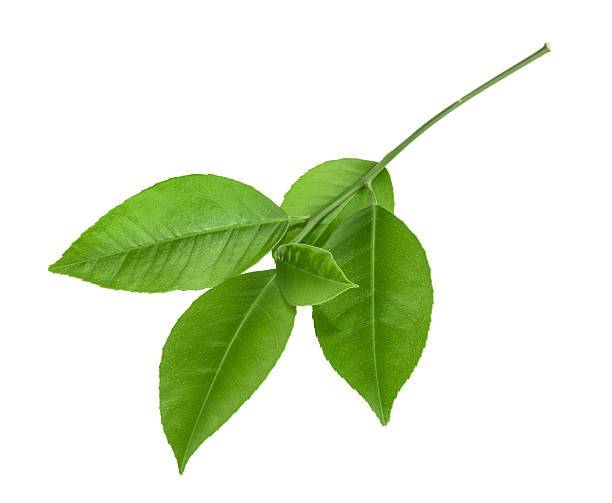 Daun Jeruk