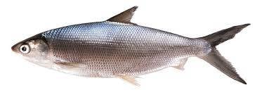 Ikan Bandeng