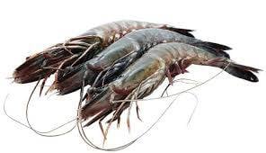 Udang Tambak