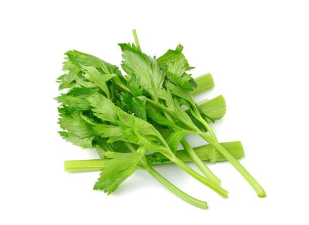 Daun Sop