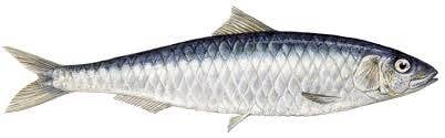 Ikan Sarden