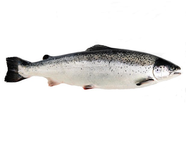 Salmon 2/3 سلمون