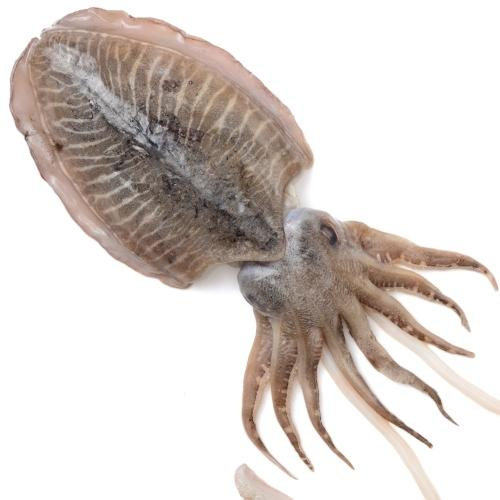 Cattle fish Bigحبار