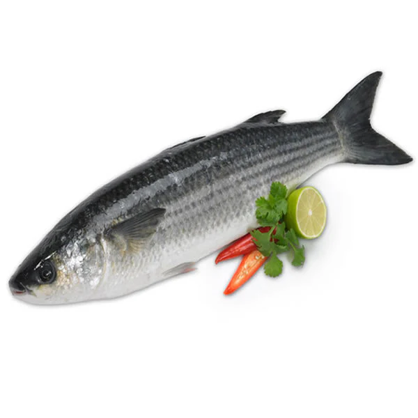 Gray mullet بياح