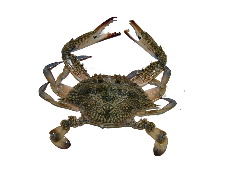 Crab قبقوب