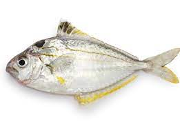 White Fish/Basar (S) بسار صغير