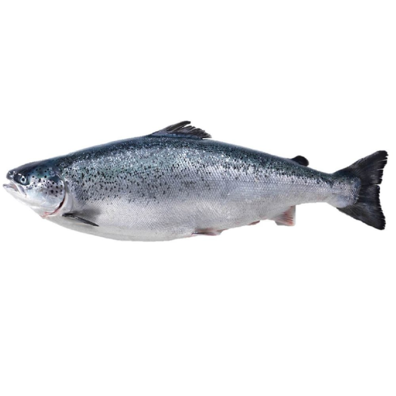 Norwegian Salmon Whole سمك السلمون النرويجي كله