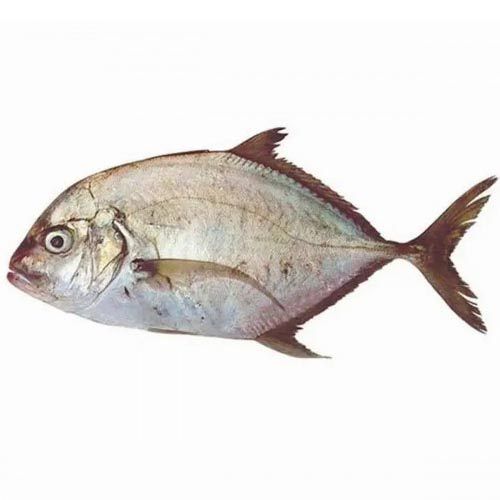 (M) – جشjesh/vatta