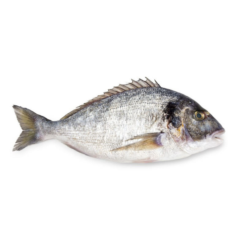 Silver Seabream سبيطي