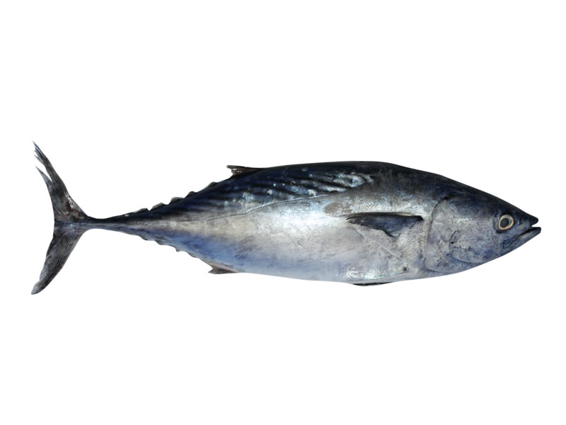قباب white tuna