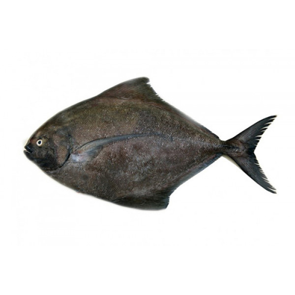 Black pomfret زبيدي أسود