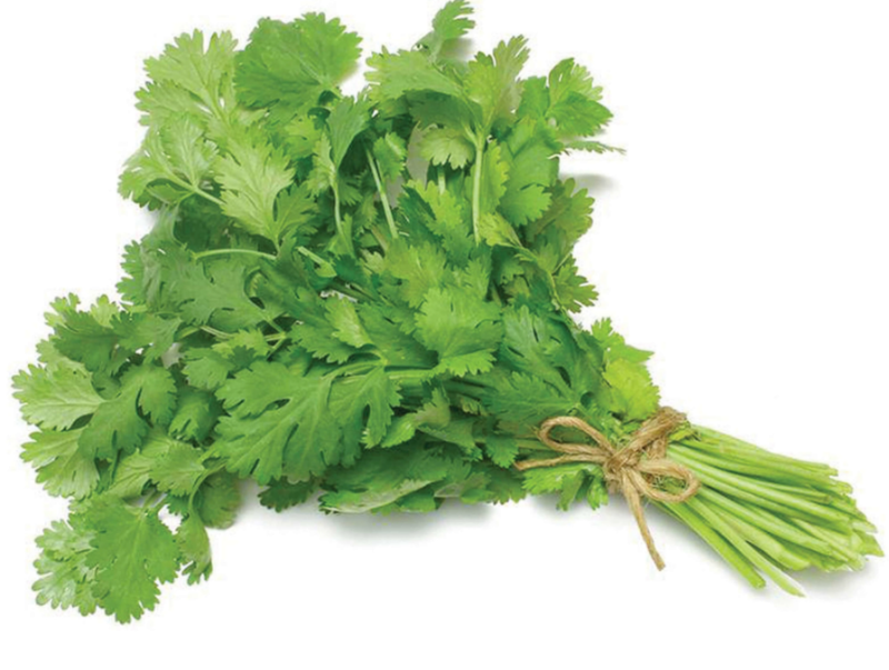 Coriander மல்லிதலை