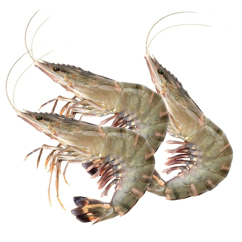 Shrimps U7 روبيان