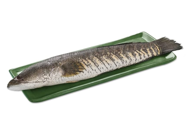 Snake fish ثعبان السمك