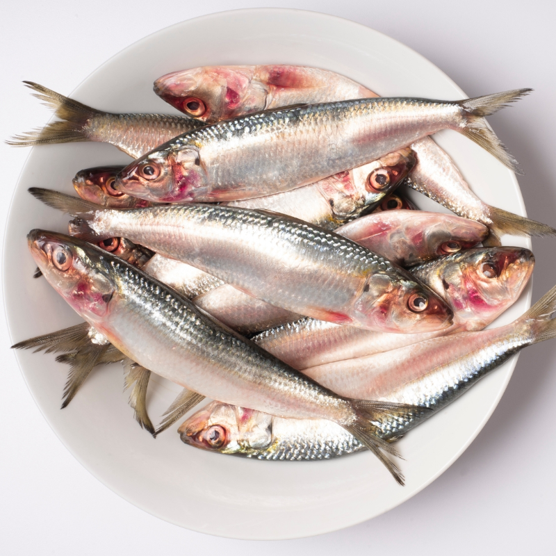 Small Sardines السردين الصغير
