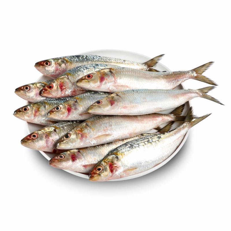 Sardine عومة