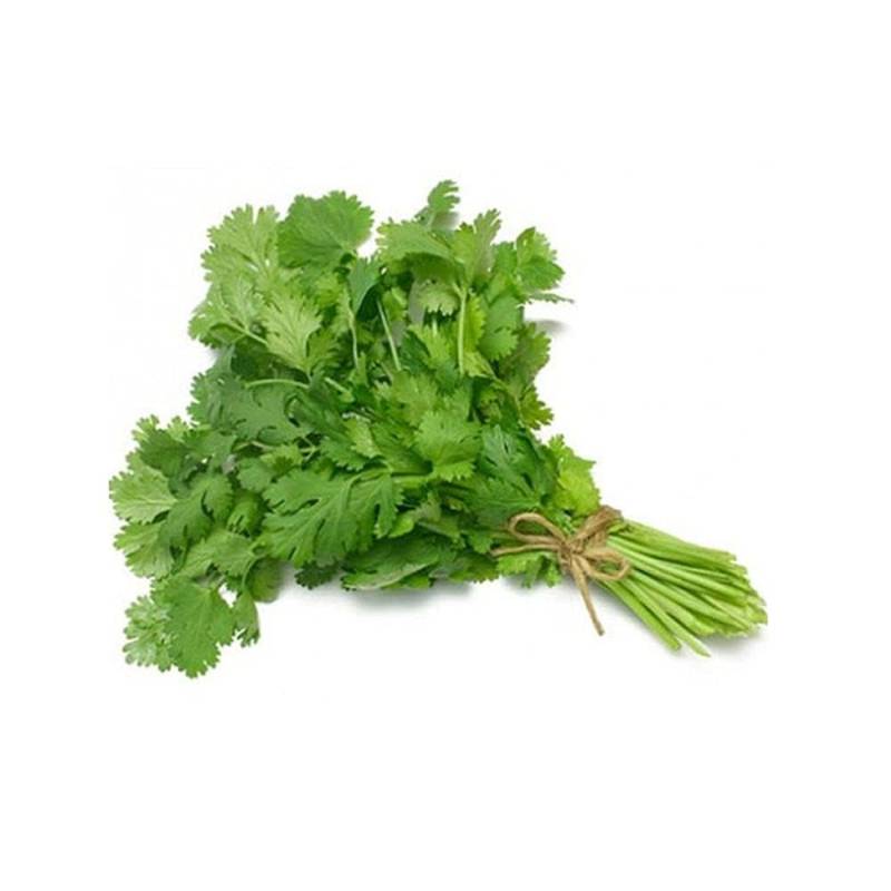 Coriander