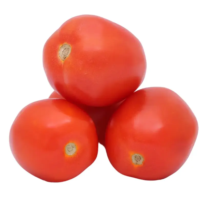 Hybride Tomato