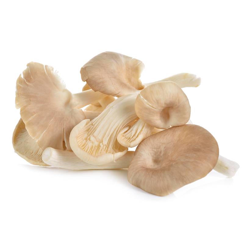 Mushroom Oyster