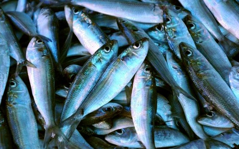 Sardine fish (mathi/chaala)