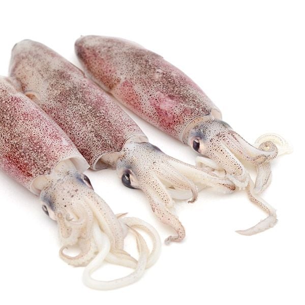 Squid (kannava)