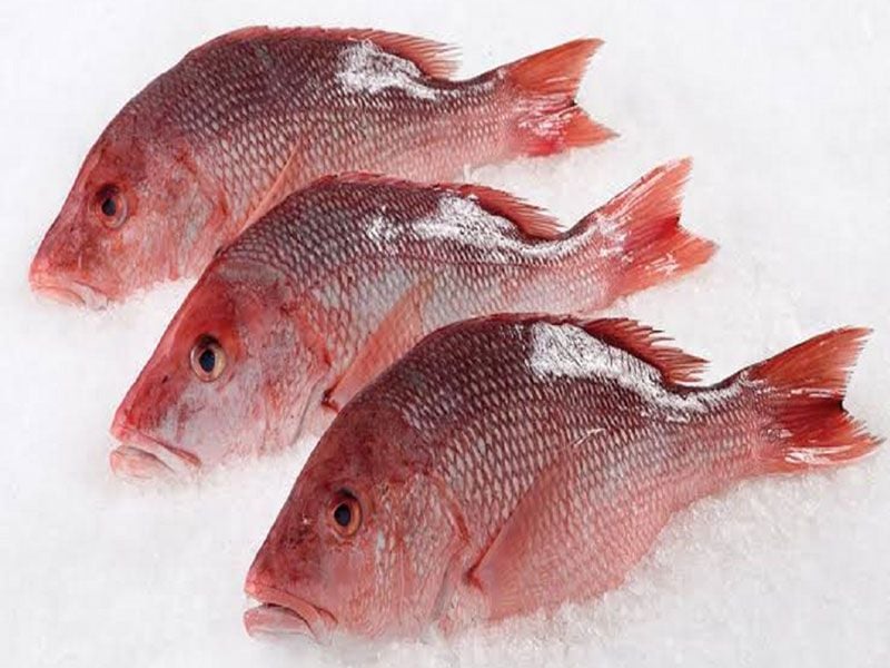 Red snapper (chempalli)
